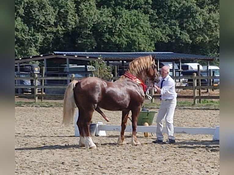 Welsh-D Hengst 7 Jahre 152 cm Fuchs in Eeklo