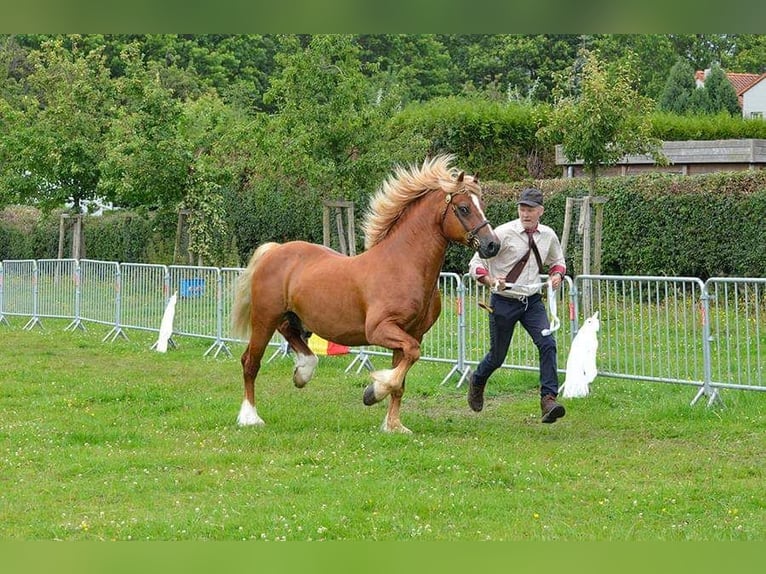 Welsh-D Hengst 7 Jahre 152 cm Fuchs in Eeklo