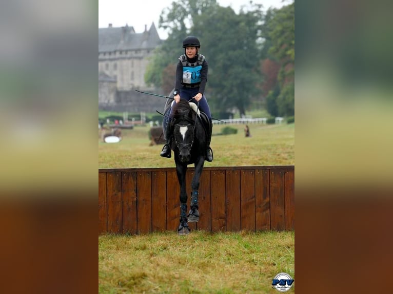 Welsh-D Hengst 8 Jahre 147 cm Rappe in Saint-just-en-chevalet