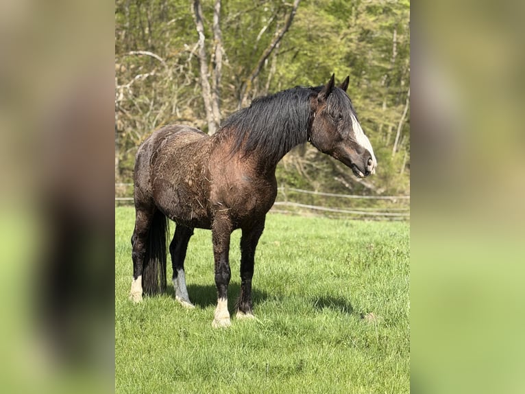 Welsh-D Mix Hengst 8 Jahre 155 cm Rappe in Bad Ems