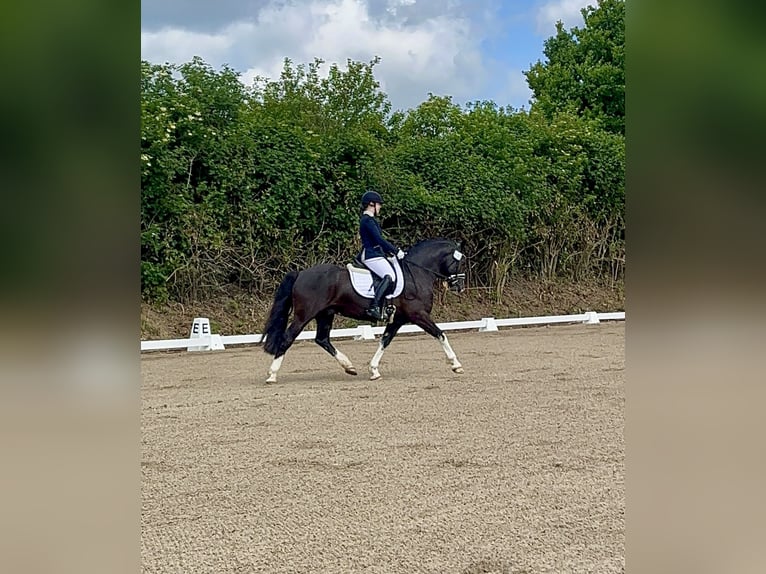 Welsh-D Hengst 9 Jaar 144 cm Zwart in Wakendorf