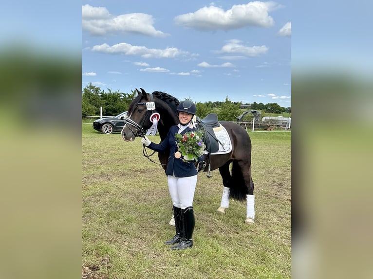 Welsh-D Hengst 9 Jaar 144 cm Zwart in Wakendorf