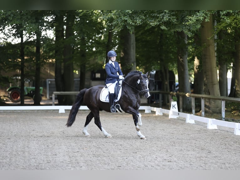 Welsh-D Hengst 9 Jaar 144 cm Zwart in Preetz