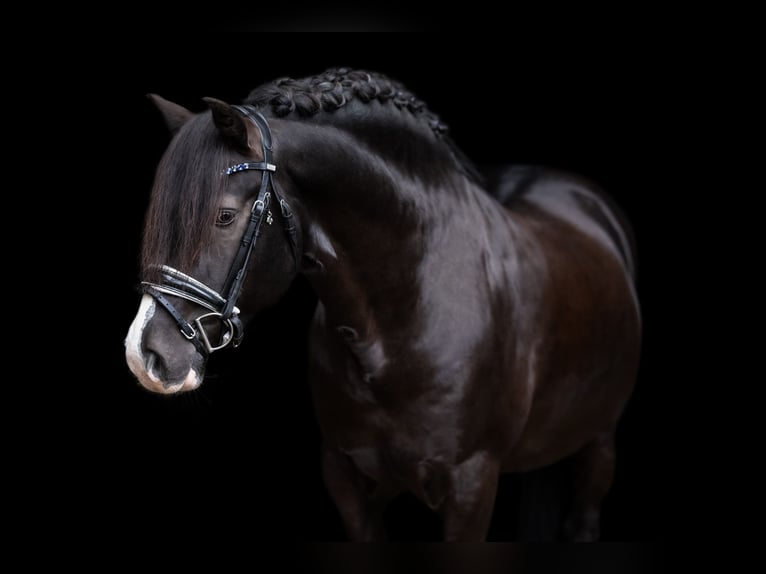 Welsh-D Hengst 9 Jahre 144 cm Rappe in Wakendorf