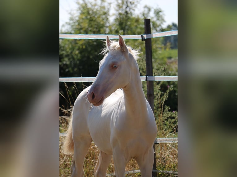 Welsh-D Hengst Fohlen (03/2025) 115 cm Perlino in Cherves Richemont