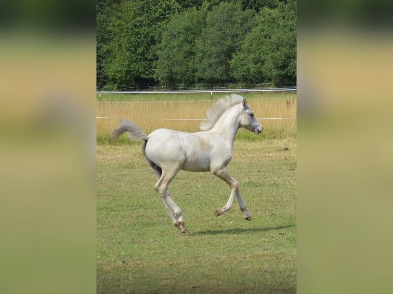 Welsh-D Hengst Fohlen (04/2026) 138 cm Schimmel in Hasloh