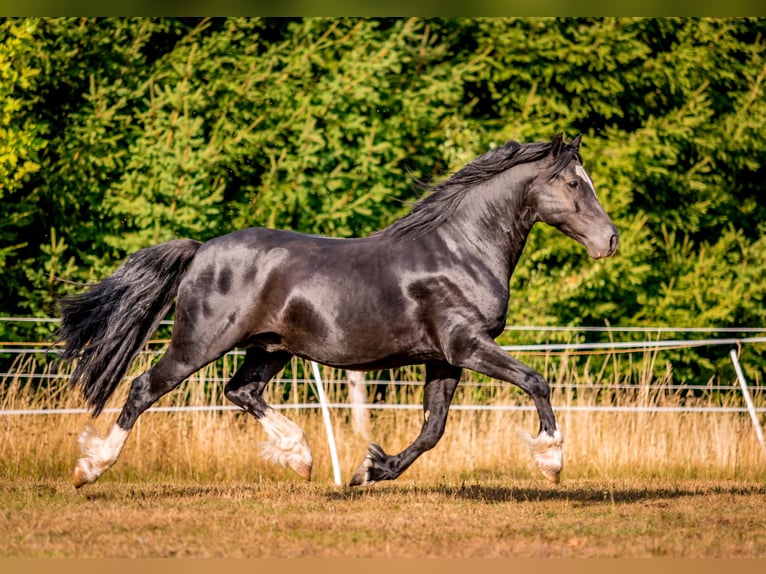 Welsh-D Hengst Fohlen (05/2026) 148 cm Rappe in Nový Rychnov