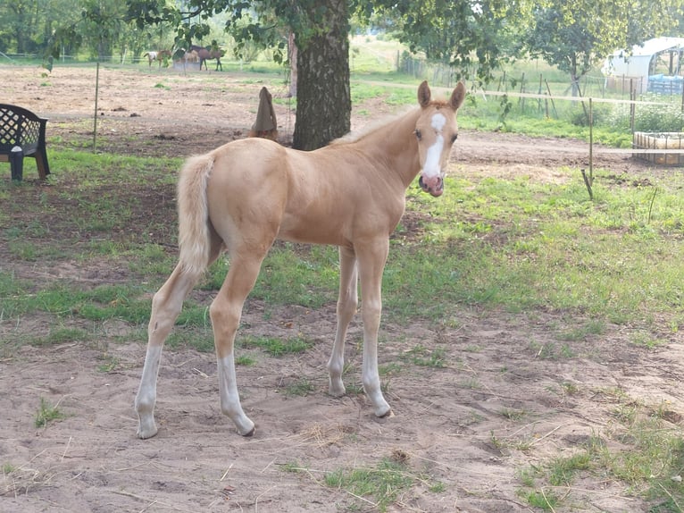 Welsh-D Mix Hengst Fohlen (05/2025) 155 cm Palomino in Trzciel