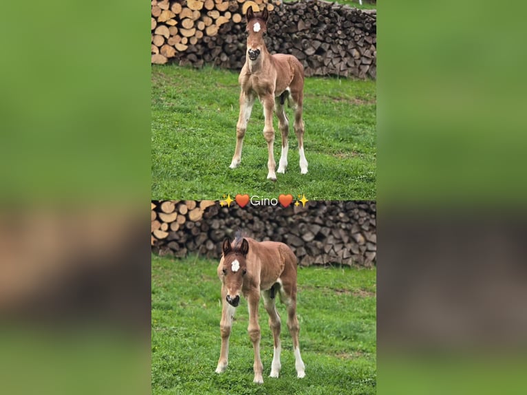 Welsh-D Hengst Fohlen (03/2026) Brauner in Meinhard