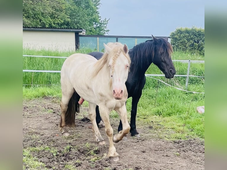 Welsh-D Hengst Perlino in Itzehoe