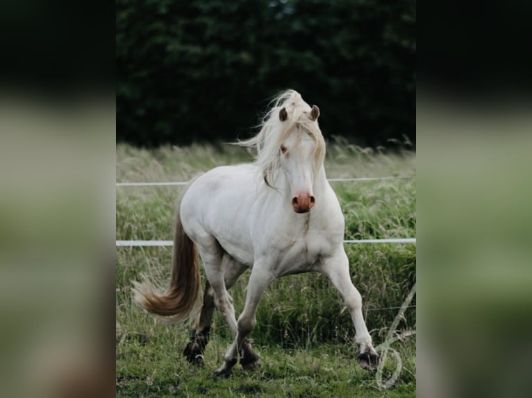 Welsh-D Hengst Perlino in Itzehoe