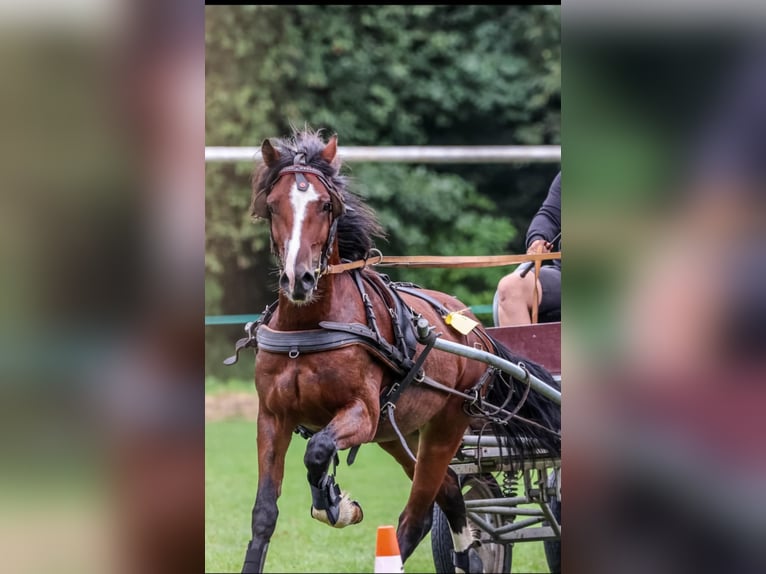 Welsh-D Hengst Roodbruin in Lublin