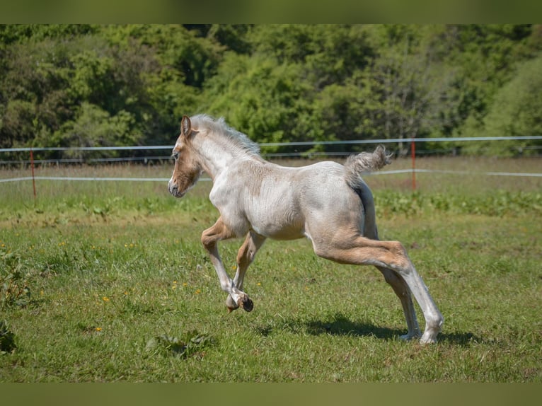 Welsh-D Hengst Veulen (04/2026) 138 cm Schimmel in Hasloh