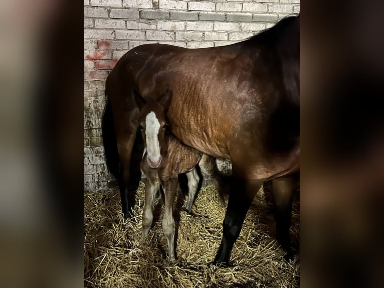 Welsh-D Hengst Veulen (06/2025) 148 cm Bruin in Haren