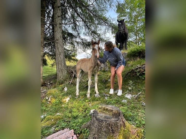 Welsh-D Hengst  150 cm Donkere-vos in Sarleinsbach