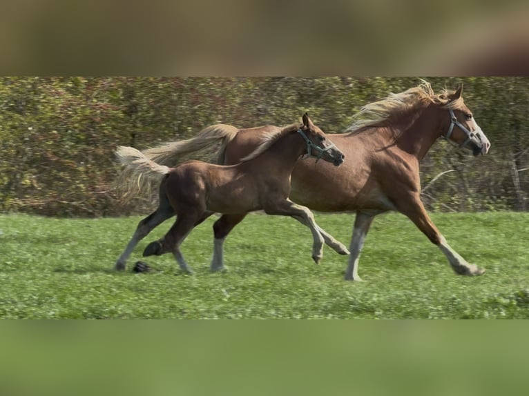 Welsh-D Hengst Veulen (06/2025) 150 cm Donkere-vos in Werkhoven