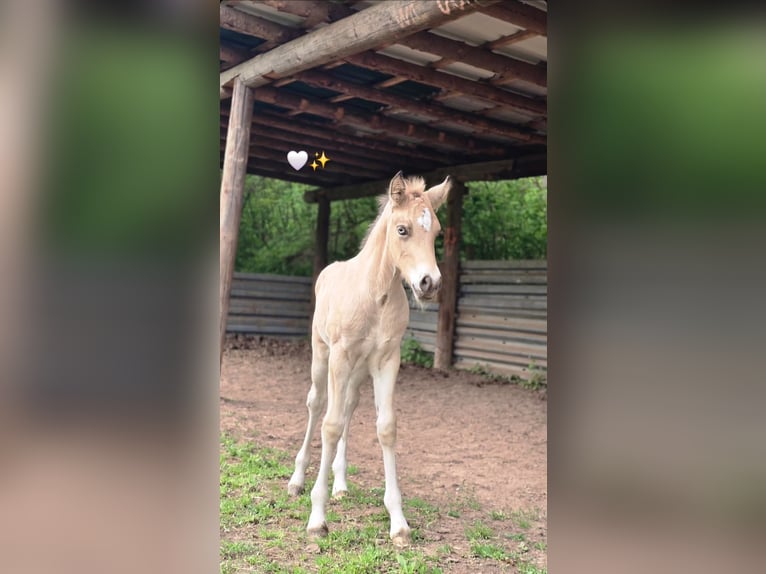 Welsh-D Hengst Veulen (04/2026) Buckskin in Meinhard