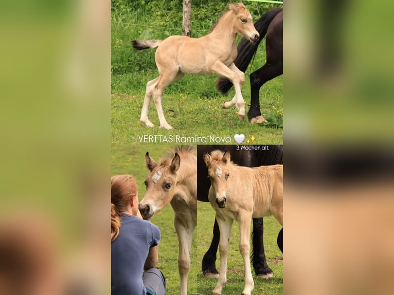Welsh-D Hengst Veulen (04/2026) Buckskin in Meinhard
