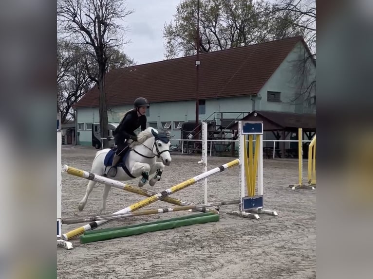 Welsh-D Croisé Hongre 10 Ans 135 cm Gris in Bratislava