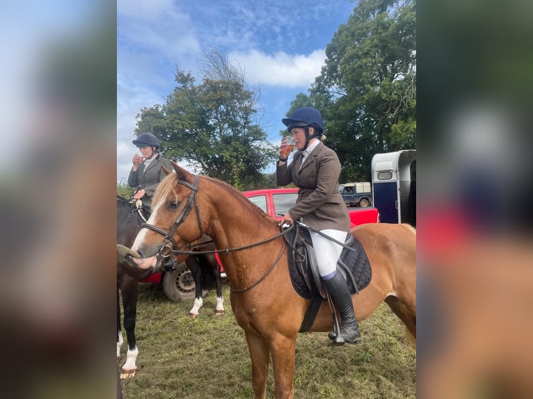 Welsh-D Hongre 10 Ans 142 cm Alezan brûlé in Herefordshire