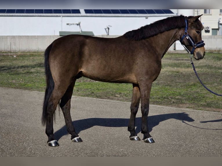 Welsh-D Hongre 10 Ans 146 cm Bai brun in Ahrensburg