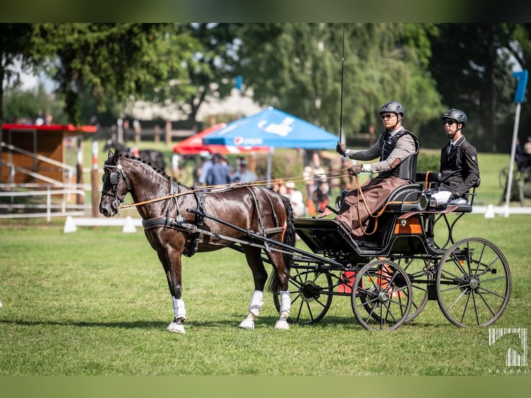 Welsh-D Croisé Hongre 10 Ans 146 cm Noir in Golina Wielka