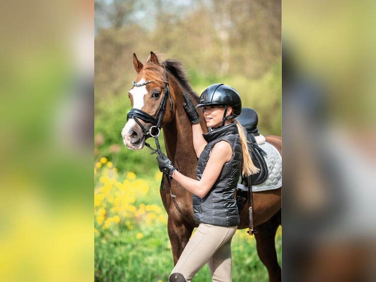 Welsh-D Hongre 10 Ans 149 cm Alezan brûlé in Delft