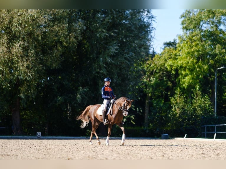 Welsh-D Hongre 10 Ans 149 cm Alezan brûlé in Delft
