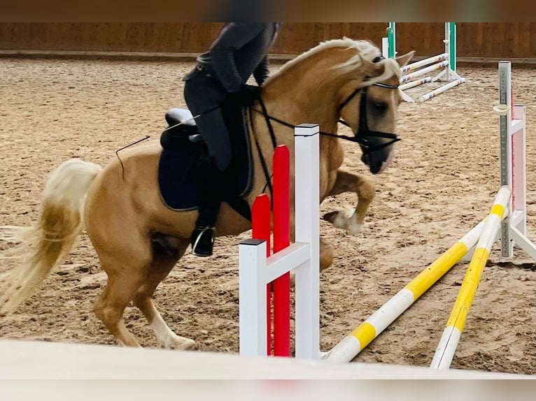Welsh-D Hongre 10 Ans 150 cm Palomino in Eitorf
