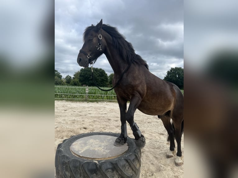 Welsh-D Hongre 10 Ans 152 cm Bai brun in Saterland