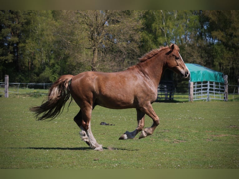 Welsh-D Hongre 11 Ans 156 cm Alezan in Lübberstedt