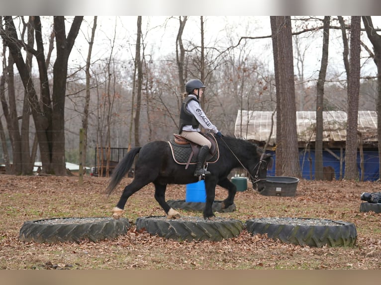 Welsh-D Croisé Hongre 12 Ans 117 cm Noir in Clover