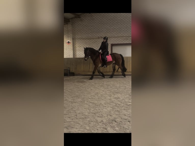 Welsh-D Hongre 12 Ans 147 cm Bai in Odiliapeel