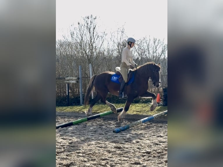 Welsh-D Hongre 12 Ans 148 cm Alezan in Anderen