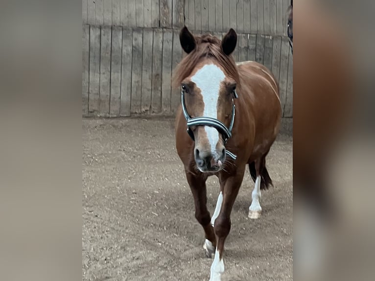 Welsh-D Hongre 13 Ans 146 cm Alezan in Sonnefeld