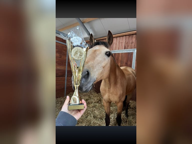 Welsh-D Hongre 13 Ans 148 cm Palomino in Słomka