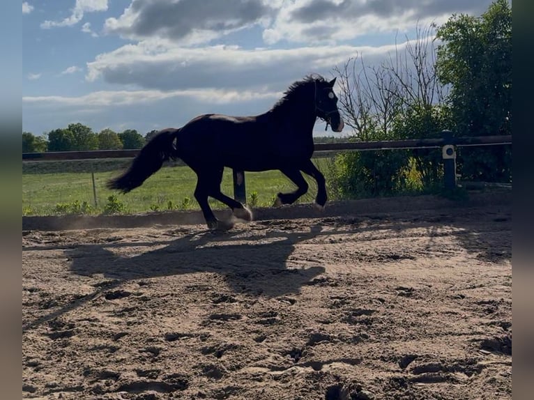 Welsh-D Hongre 13 Ans 150 cm Noir in Stahnsdorf