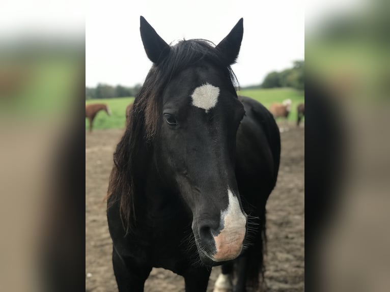 Welsh-D Hongre 13 Ans 150 cm Noir in Stahnsdorf