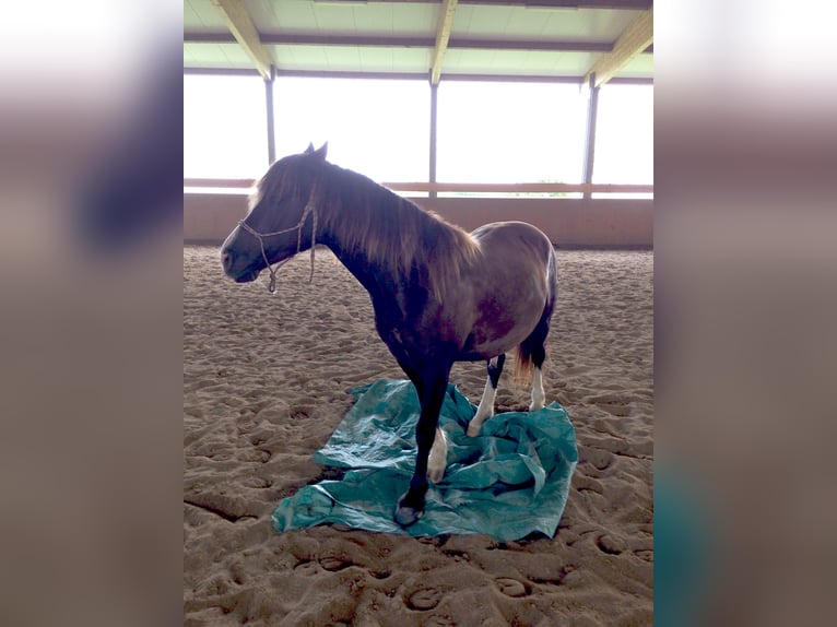 Welsh-D Hongre 14 Ans 142 cm Bai brun foncé in Bad Kreuznach