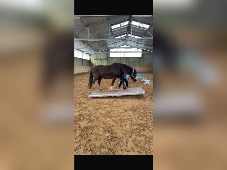 Welsh-D Hongre 14 Ans 142 cm Bai brun foncé in Bad Kreuznach