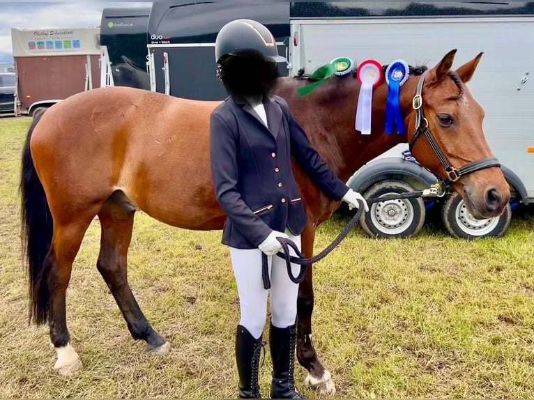 Welsh-D Croisé Hongre 14 Ans 147 cm Bai in Wittenborn Welsh-D Croisé Hongre 14 Ans 147 cm Bai in Wittenborn