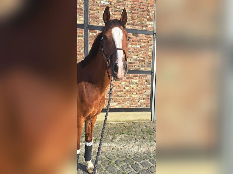 Welsh-D Hongre 14 Ans 150 cm Bai in Neuss