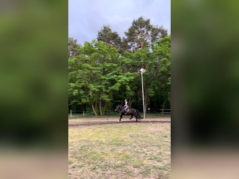 Welsh-D Hongre 14 Ans 150 cm Noir in Stahnsdorf