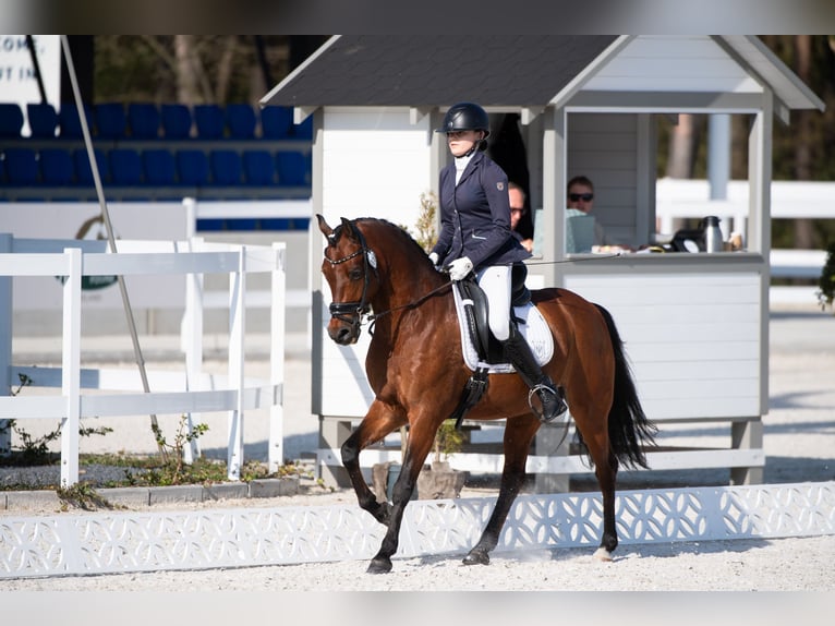 Welsh-D Hongre 15 Ans 146 cm Bai cerise in Krosinko