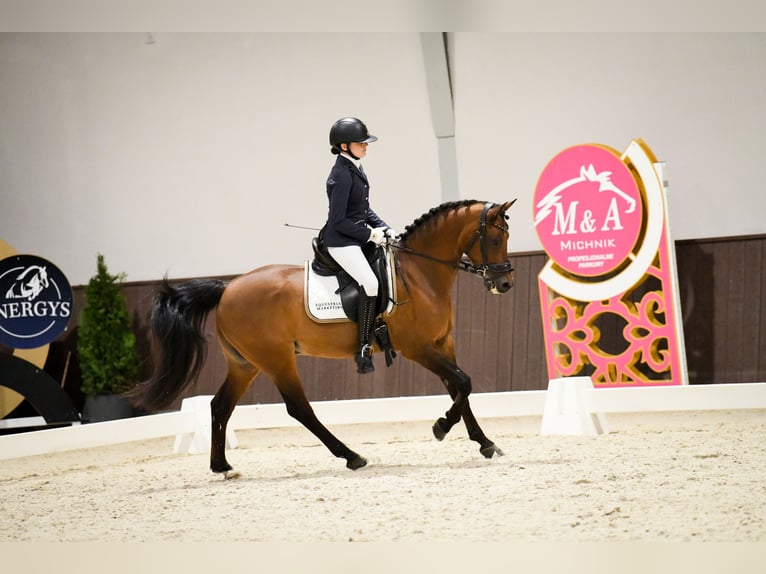 Welsh-D Hongre 15 Ans 146 cm Bai cerise in Krosinko