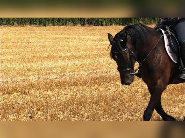 Welsh-D Hongre 15 Ans 148 cm Noir in K&#xF6;ln