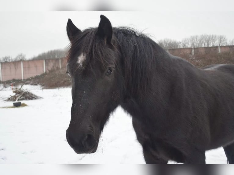 Welsh-D Hongre 15 Ans 148 cm Noir in K&#xF6;ln