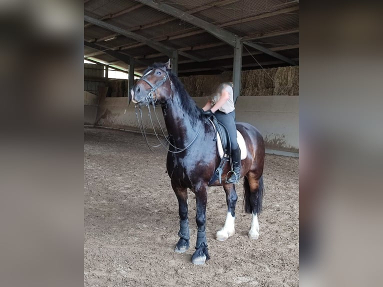 Welsh-D Hongre 15 Ans 162 cm Bai brun in Bruchsal