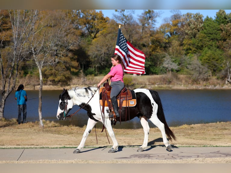Welsh-D Hongre 16 Ans 137 cm Pinto in Forney