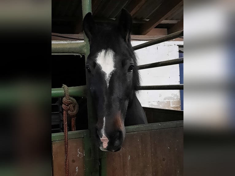 Welsh-D Hongre 16 Ans 162 cm Bai brun in Bruchsal